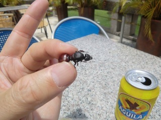 big_ant.jpg
